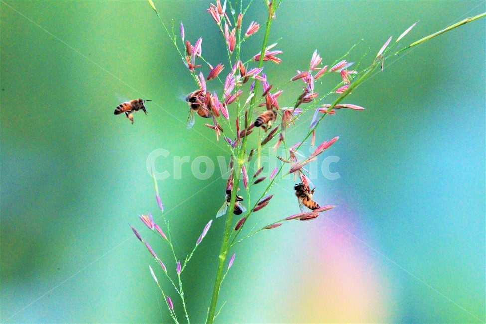 연꽃,꽃,식물,flower,벌