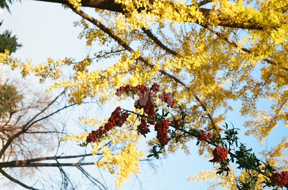 sky,blue,green,wood,tree,cloud,landscape,scenery,blueweather,weather,sun,leaf,foliage,plants,plantlife,vegetation,flora,nature,mothernature,clean,pure,clear,sunny,fine,fair,whiteclouds,scene,view,sight,background,backdrop,picture,photo,photograph,beautiful,나무,구름,여름,경관,날씨,나뭇잎,태양,식물,풍경,경치,배경,단풍,은행,은행나무,은행잎,가을