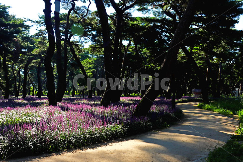 산책,맥문동,경주,황성공원,보라,자연,풍경,nature,landscape,한국자연풍경,한국자연경관,korea nature landscape,plant,식물,tree,나무