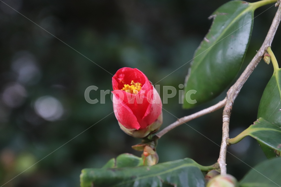 나무,꽃,겨울,봄,동백,식물,자연,plants,nature,꽃,flower