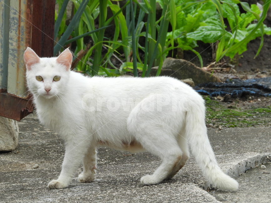 길고양이,cat,들고양이,고양이,동물