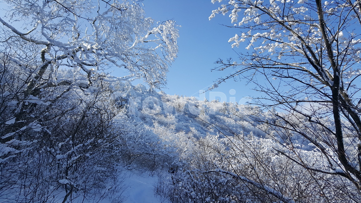 자연,ice,눈,풍경,태백산,강원도,겨울왕국