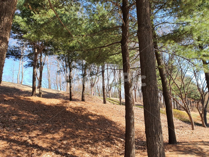 나무,소나무,공원,식물,자연,풍경,tree,plant,바닥,ground