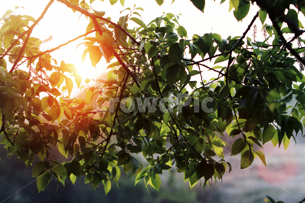 leaf,잎,plant,식물,햇빛
