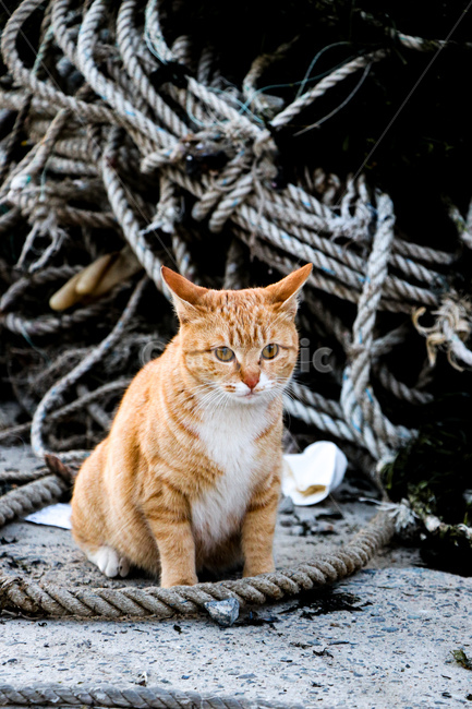 고양이,cat,동물,애완동물,포유류,동물,animal,포유류,mammal,고양이,cat,kitten,kitty
