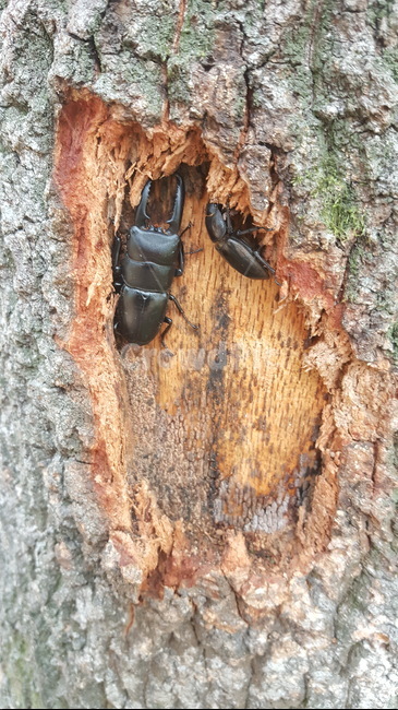 곤충,여름곤충,장수풍뎅이,사슴벌레,풍뎅이,곤충,벌레,insect,bug