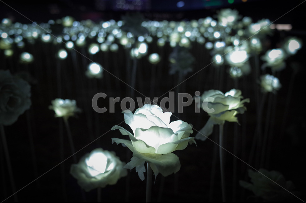 장미,빛나는,밝게,꽃,조명,led,야경,밤,풍경,nightscape,night,landscape,rose,flower,plant,식물,blossom