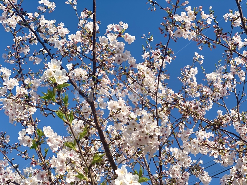 식물,blossom,꽃,벚꽃,자연