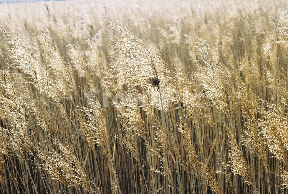 겨울,갈대,갈대밭,sunshine,shiny,autumn,가을,계절,fall,autumn,season,식물,자연,plants,nature,plant,grass,잔디,food,음식