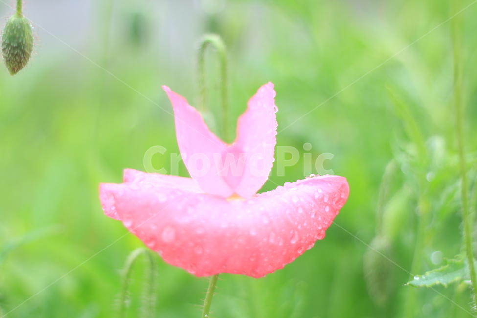 여름,향기,비,양귀비,위로,식물,자연,plants,nature,꽃,flower