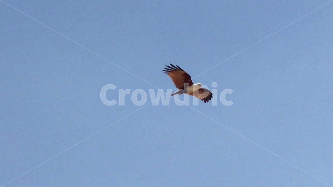 동물,새,bird,flying,독수리,이글,조류,새,birds