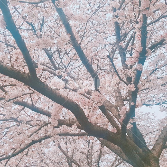 벚꽃,벚꽃나무,꽃,flower,cherryblossoms,cherryblossomstree,봄,계절,spring,season,식물,자연,plants,nature,꽃,flower,나무,trees,wood,plant