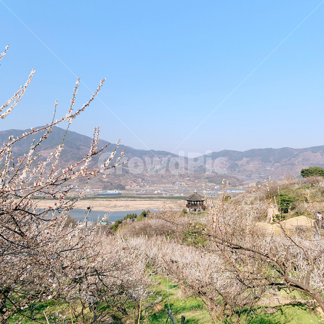 blossom,꽃,flower,식물,매화,봄,배경,풍경