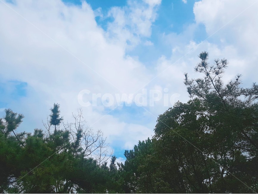 하늘,공원,일본공원,일본공원사진,뭉게구름,흰구름,흰구름사진,뭉게구름사진,일본,일본여행,일본사진,일본풍경,일본자연풍경,자연풍경,나무,나무사진,나무풍경,초록색,맑음,맑은날씨,맑은날씨풍경,맑은날씨사진,파란하늘,파란색,컨셉,컨셉사진,자연사진,자연이미지,일본하늘,일본하늘사진,일본하늘느낌,자연,풍경,nature,landscape,tree,plant,식물,outdoors,옥외