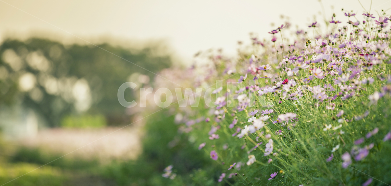 plant,식물,flower,꽃,blossom,petal,꽃잎,코스모스,가을,풍경