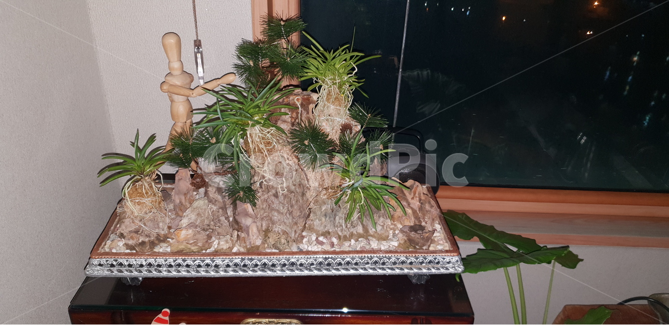 분경,수석,난,실내장식,수반,식물,자연,plants,nature,실내용화초,화분,화초,house plant,인테리어,실내디자인,interior design