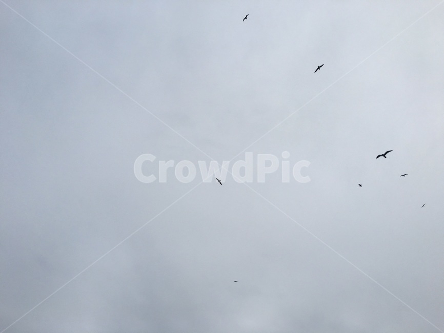 새,자연,동물,하늘,흐림,bird,nature,sky,animal,cloudy,감성,동물,animal,조류,새,birds