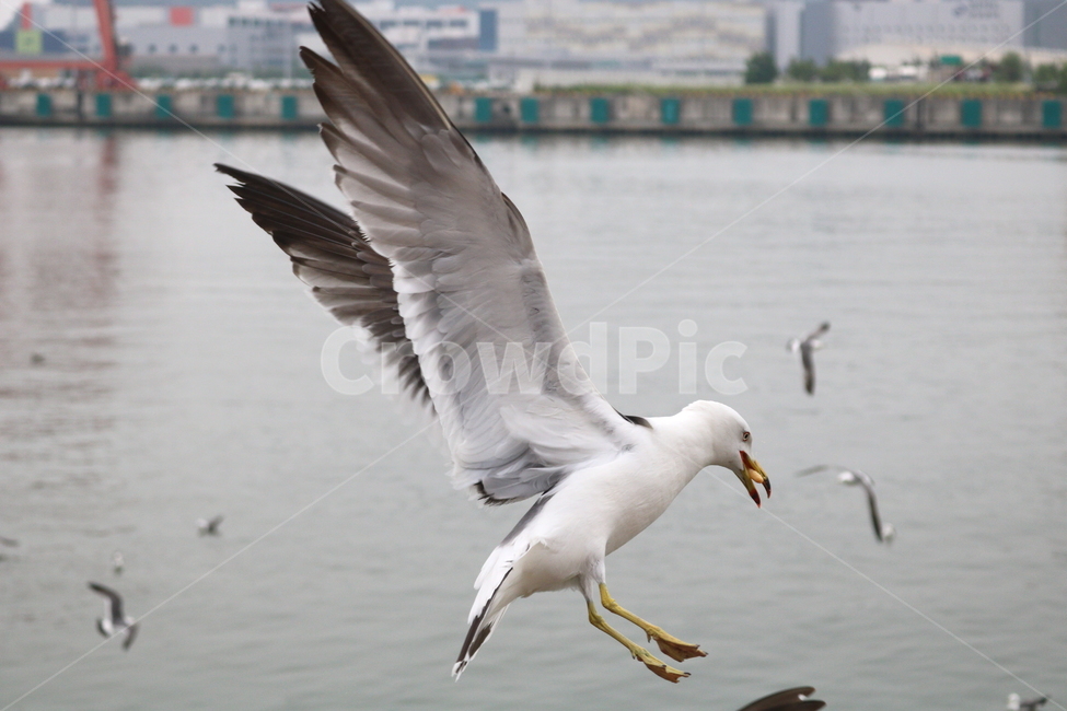 갈매기,새,조류,한강,동물,동물,animal,조류,새,birds