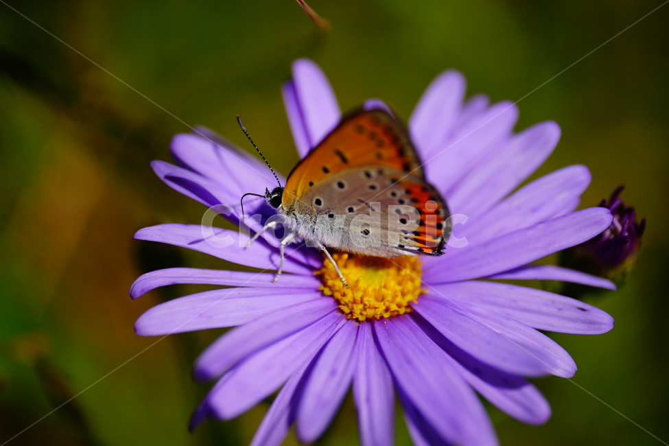 벌개미취,쑥부쟁이,나비,부전나비,곤충,벌레,꽃,플라워,자연,식물,butterfly,insect,flower,nature,bug,접사,클로즈업,closeup,macro,매크로,마크로,9월,가을,september,autumn,fall,꽃사진,가을꽃,가을,계절,fall,autumn,season,식물,자연,plants,nature,꽃,flower,동물,animal,곤충,벌레,insect,bug,plant