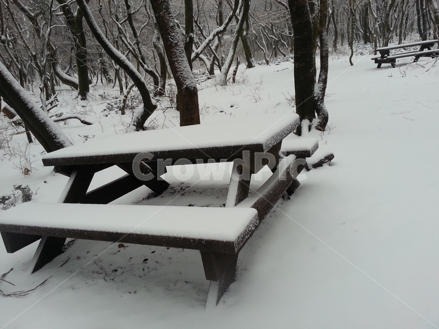 제주,눈,벤치,겨울,눈길,나무,숲길,풍경,겨울,계절,winter,season
