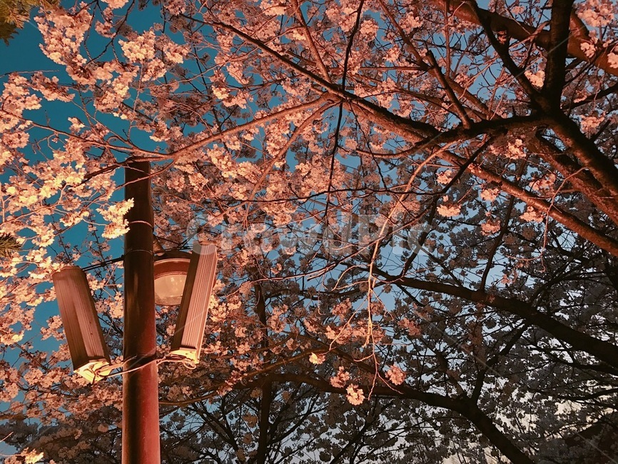 벚꽃,봄,분위기,밤벚꽃,가로등,밤,예쁜,봄꽃,벚꽃놀이,cherryblossom,night,streetlight,spring
