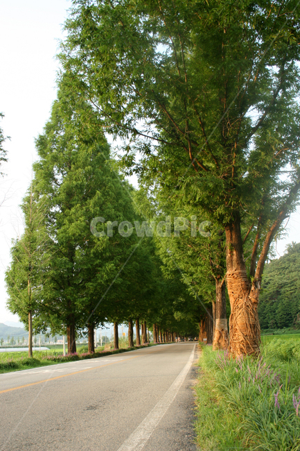 메타세콰이어,plant,식물,tree,나무,treetrunk,나무줄기,road,도로,길,자연,풍경,nature,landscape