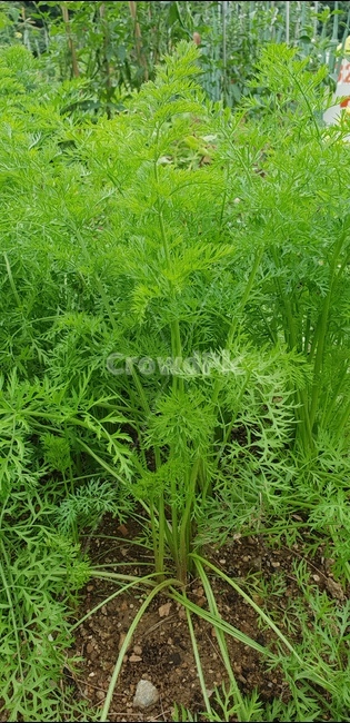 당근,주말농장,결실,당근잎,채소,식물,자연,plants,nature