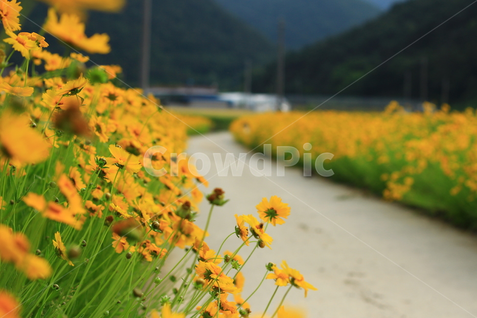 꽃,배롱꽃,길,여름,풍경