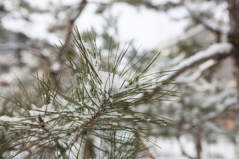 눈,나무,소나무,겨울,winter,겨울,계절,winter,season,식물,자연,plants,nature