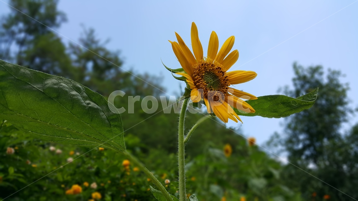 해바라기,꽃,야생화,노란색,wildflower