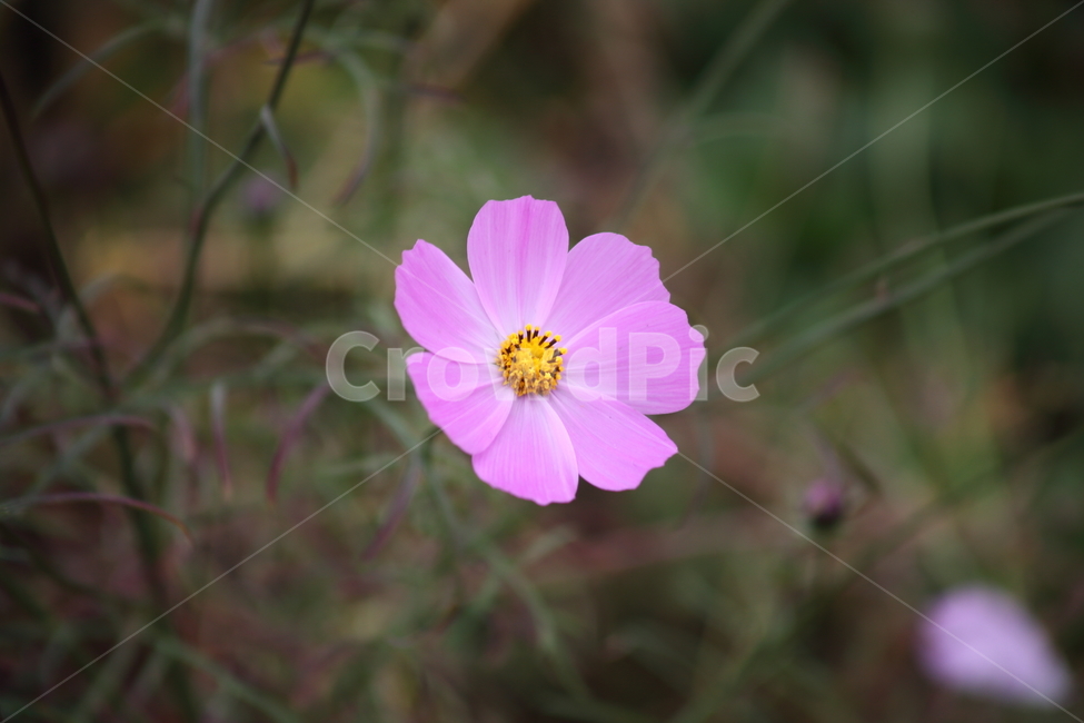 코스모스,꽃,식물,가을꽃,cosmos,가을,계절,fall,autumn,season,식물,자연,plants,nature,꽃,flower,plant,geranium,제라늄,blossom,petal,꽃잎