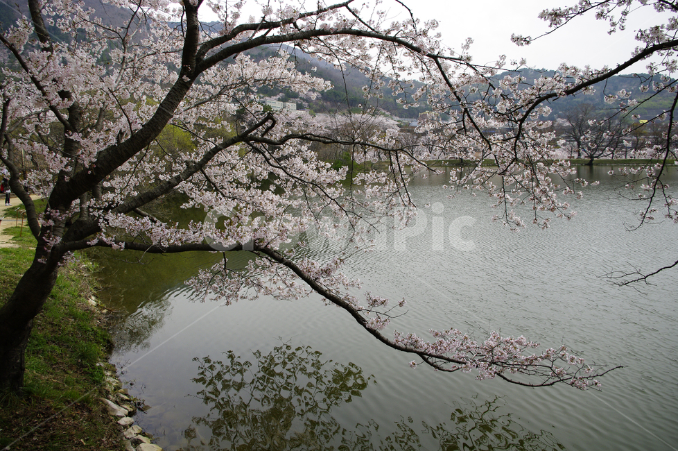 호수,벚꽃,나무,봄,식물,풍경,봄,계절,spring,season,plant,blossom,꽃,flower