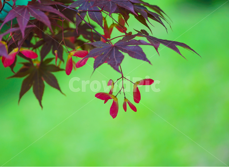 단풍나무,씨방,쌍떡잎,단풍잎,홍단풍,씨방비행,식물,자연,plants,nature