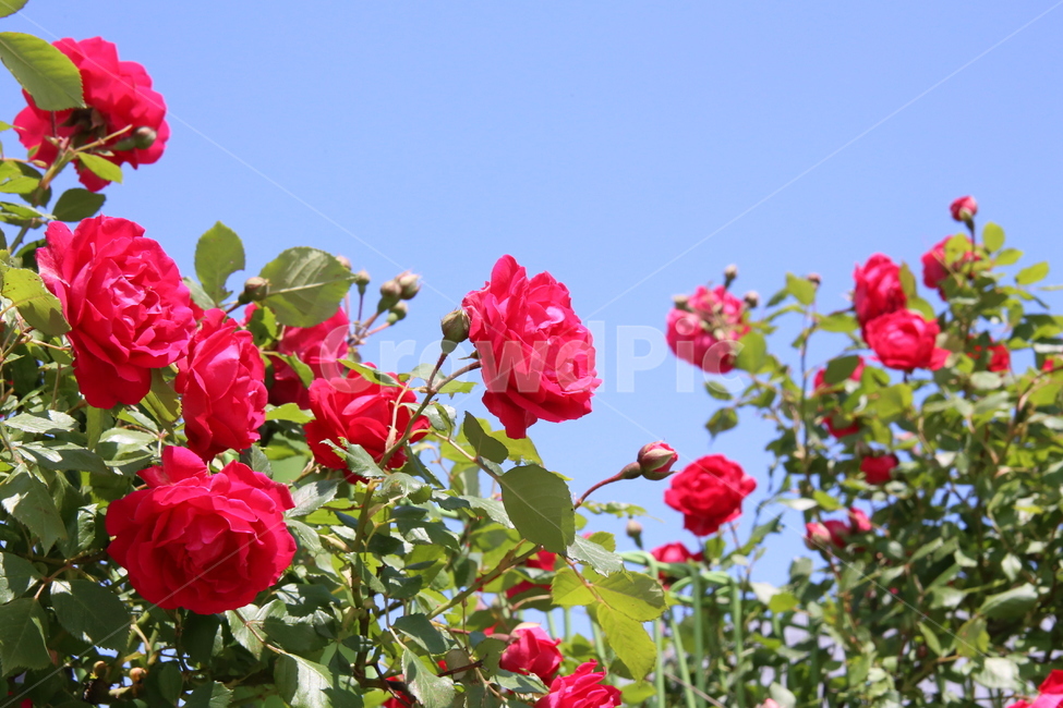 장미,꽃,식물,빨강색,정원수,식물,자연,plants,nature,꽃,flower