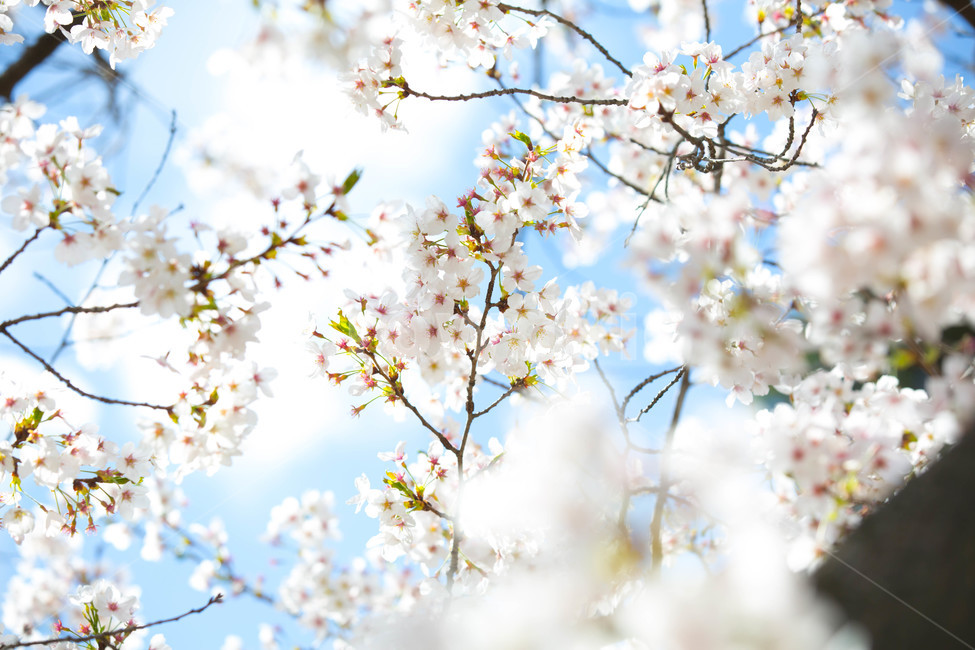 자연,봄,꽃,벚꽃,하늘,봄꽃,봄,계절,spring,season,식물,자연,plants,nature,꽃,flower,휴식,힐링,rest,relaxation,healing,plant,blossom