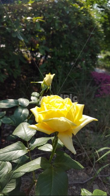 숲,꽃,자연,힐링,싱그로운,산책,노란,flower,햇살,장미,식물,자연,plants,nature,꽃,flower