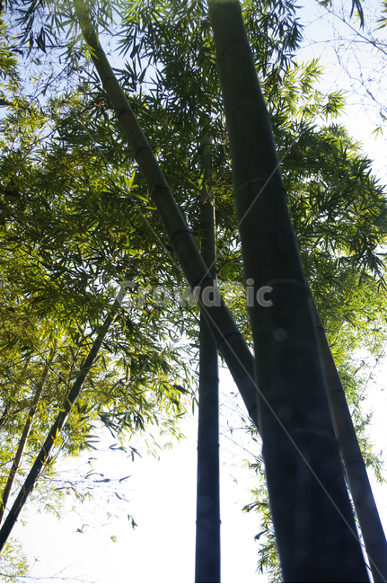 나무,식물,plant,자연,nature,식물,자연,plants,nature,나무,trees,wood