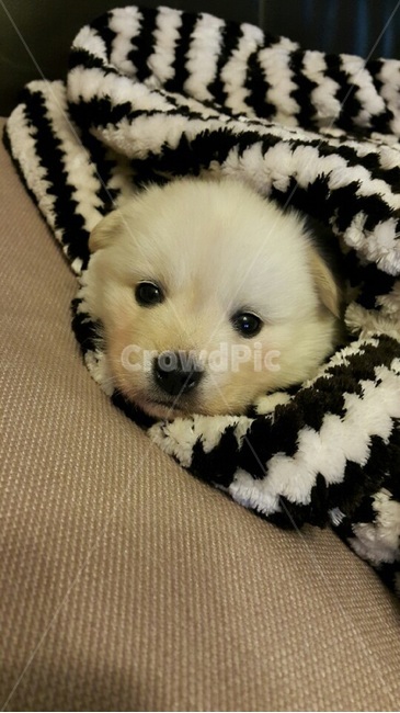 puppy,mammal,포유류,강아지,귀여운강아지,귀여운,개,dog,동물,잠자는,잠자는강아지,애완동물,애완강아지