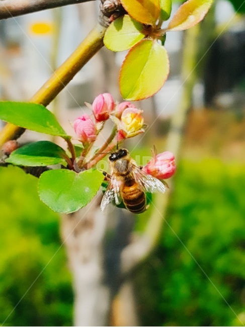봄꽃,복숭아꽃,벌,자연,꽃배경