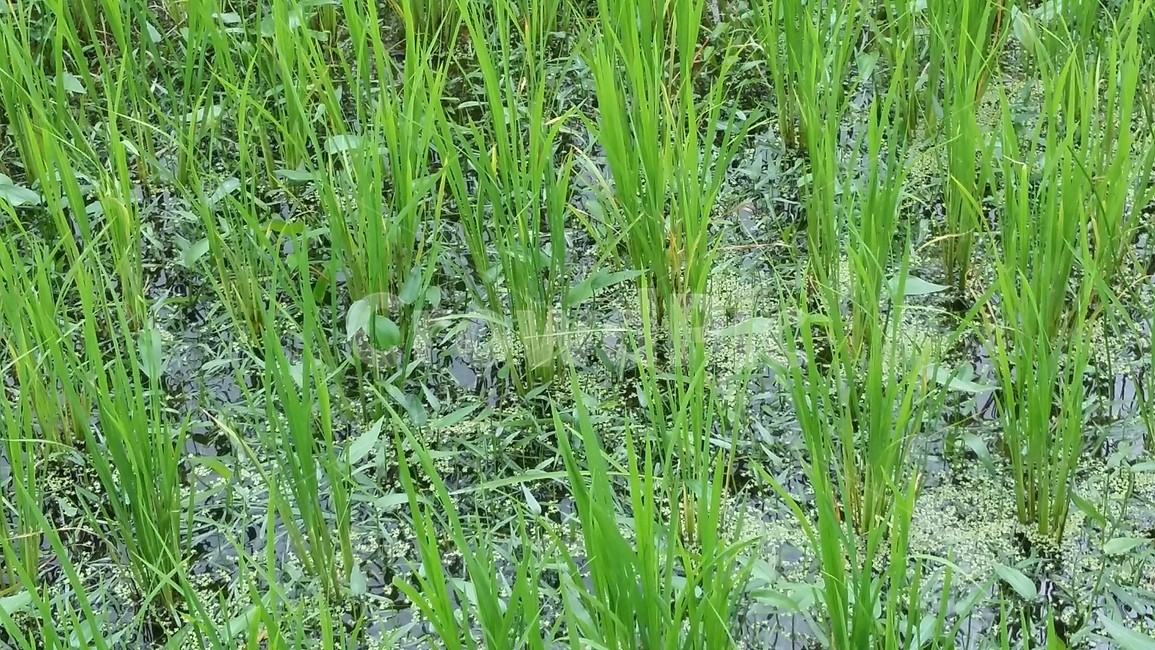 논,벼,논농사,논풍경,벼농사,산업,industry,industrial,농업,농사,agriculture,farming,farming industry