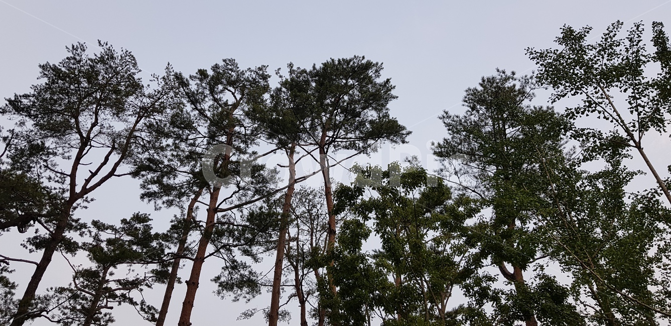 산,나무,하늘,tree,자연,natrue,sky,자연풍경,skyview,높은나무