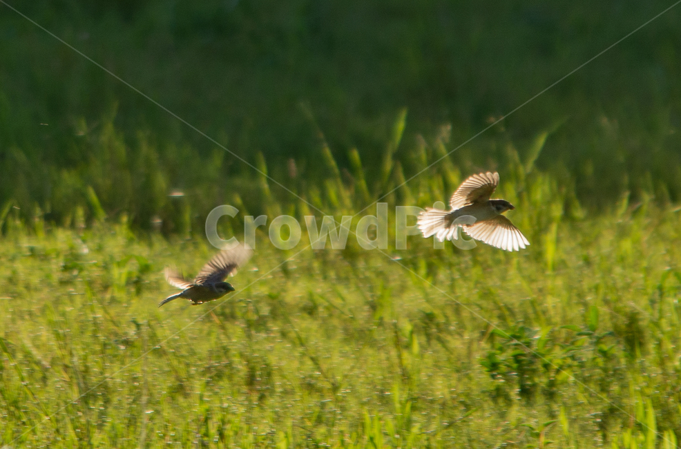bird,새,animal,동물,참새,flying,조류,새,birds