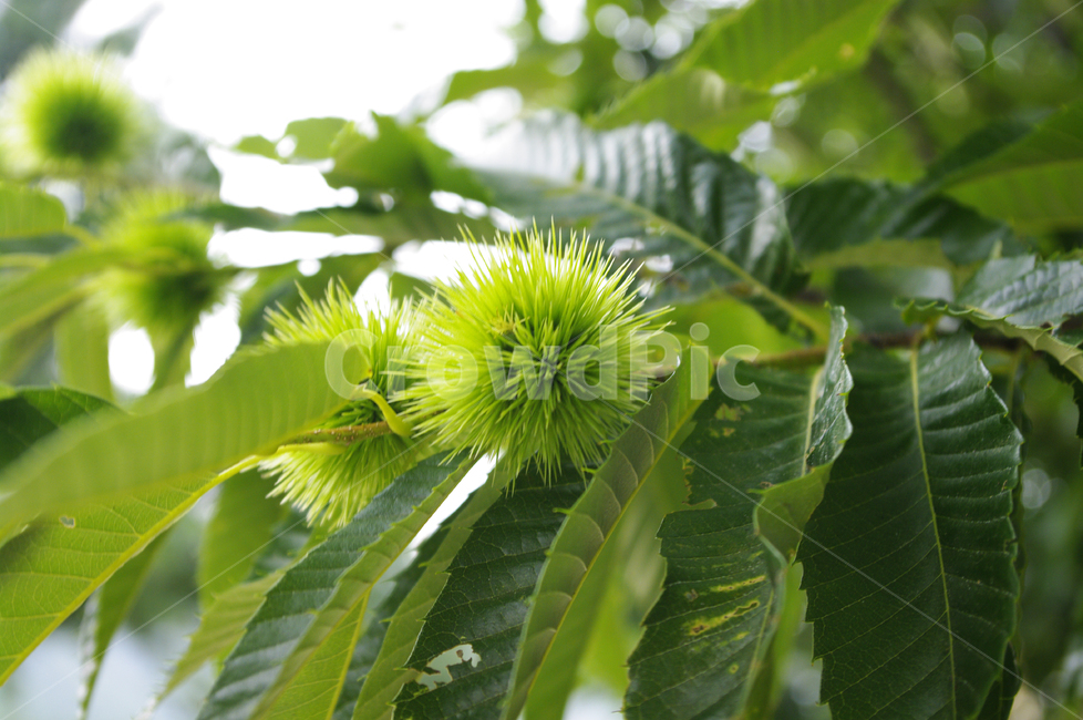 flower,식물,plant,밤,나무,밤송이,식물,자연,plants,nature,과일,열매,fruit