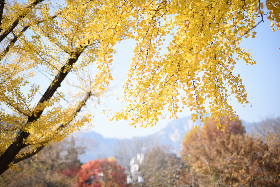 은행나무,나무,단풍,식물,tree,가을,계절,fall,autumn,season