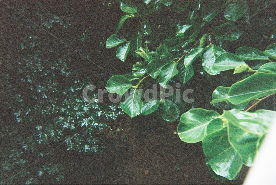 필름카메라,나뭇잎,장마,비,싱그러운,감성,배경,필카,색감,초록색,green,rain,raindrop,아날로그