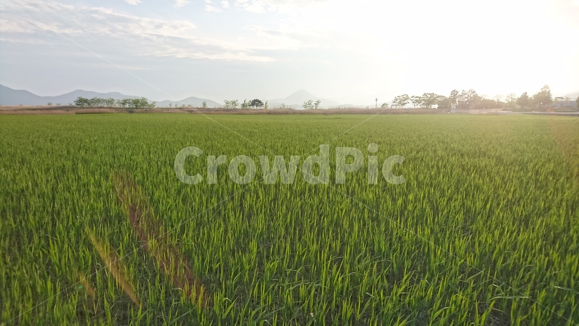목초지,nature,노을,해넘이,outdoors,옥외,grassland,field,들,자연,vegetation,초목,plant,식물,경치,절경,바탕화면,배경화면,풍경,백그라운드,season