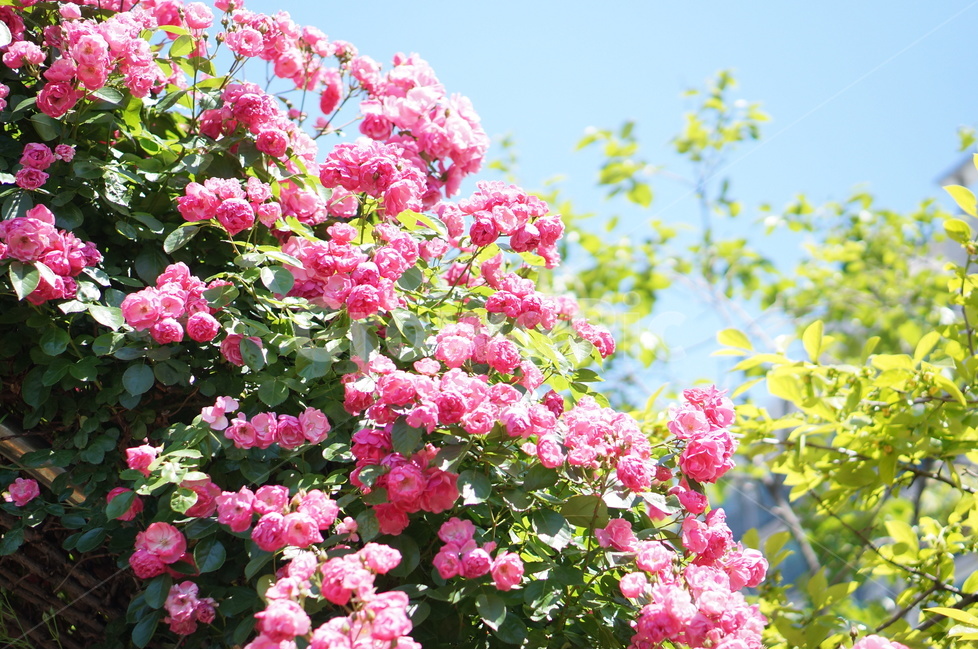 장미,5월,핑크,풍경,꽃,빛,식물,자연,plants,nature,꽃,flower