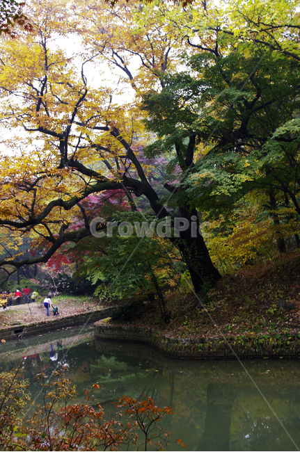 가을,fall,나무,식물,plant,단풍,잎,가을,계절,fall,autumn,season,자연,풍경,nature,landscape,tree,tree trunk,나무 줄기