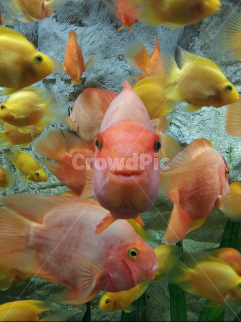 물고기,어류,fish,아이컨택,eyecontact,아쿠아리움,동물,animal,어류,물고기,fish