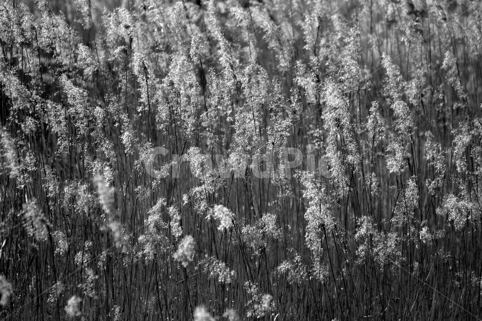 식물,흑백,빛,은은한,자연,갈대,모노크롬,식물,자연,plants,nature,흑백,모노톤,monochrome,black and white